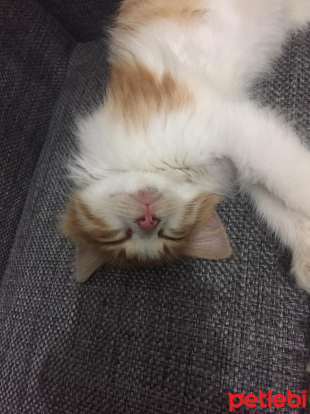 Sarman, Kedi  Omlet fotoğrafı