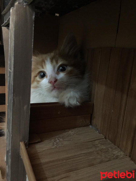 Sarman, Kedi  Omlet fotoğrafı