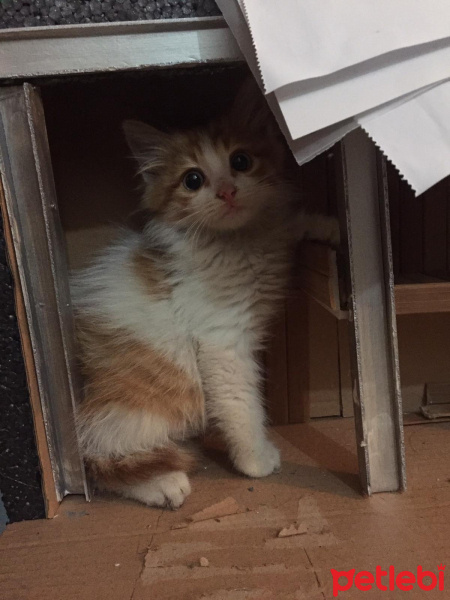 Sarman, Kedi  Omlet fotoğrafı