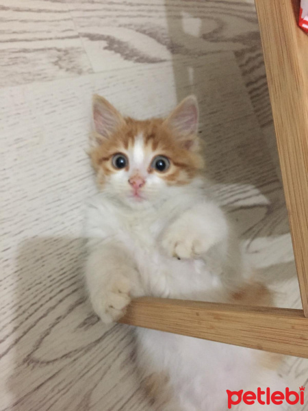 Sarman, Kedi  Omlet fotoğrafı