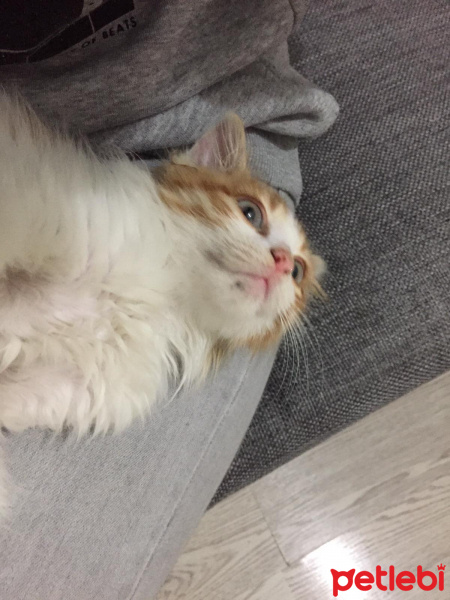 Sarman, Kedi  Omlet fotoğrafı