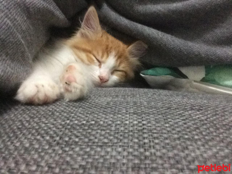 Sarman, Kedi  Omlet fotoğrafı