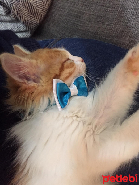 Sarman, Kedi  Omlet fotoğrafı