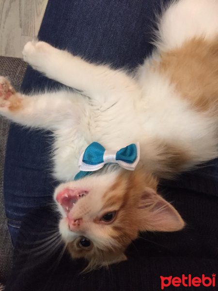 Sarman, Kedi  Omlet fotoğrafı