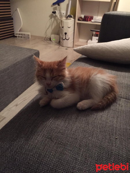 Sarman, Kedi  Omlet fotoğrafı