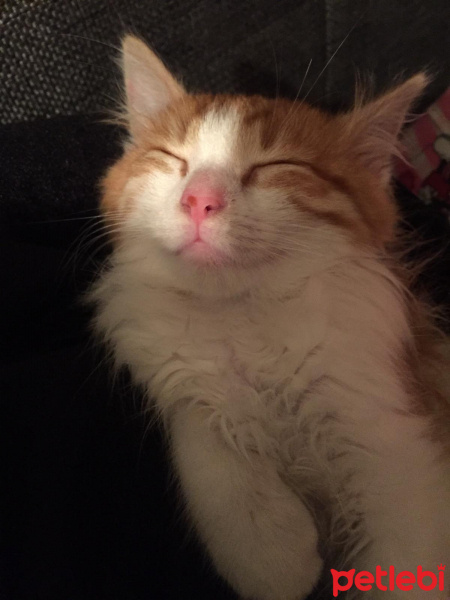 Sarman, Kedi  Omlet fotoğrafı