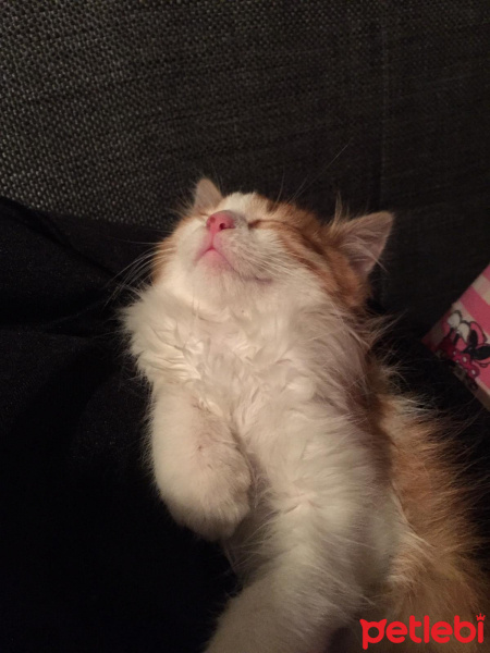 Sarman, Kedi  Omlet fotoğrafı