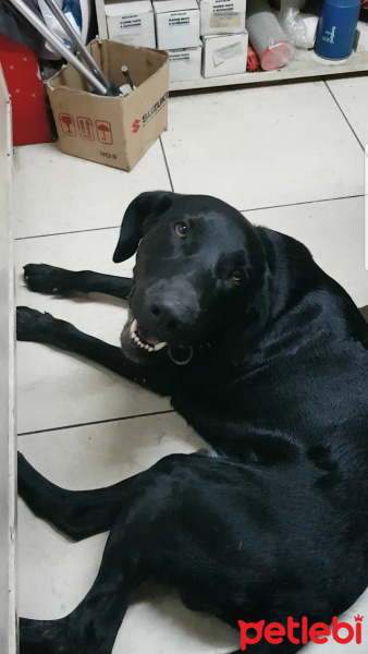 Labrador Retriever, Köpek  Aleks fotoğrafı