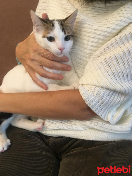 Tekir Kedi, Kedi  Fındık fotoğrafı