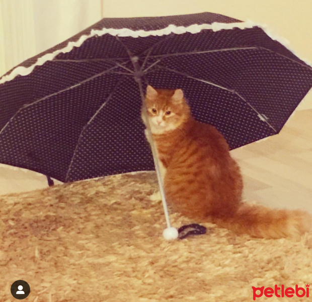 Sarman, Kedi  Çiko fotoğrafı