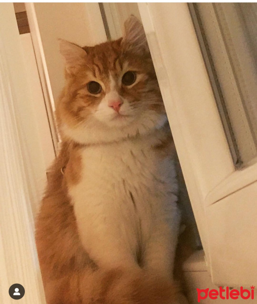 Sarman, Kedi  Çiko fotoğrafı