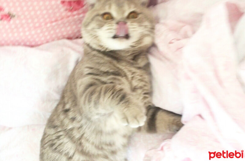 British Shorthair, Kedi  Tarçın fotoğrafı