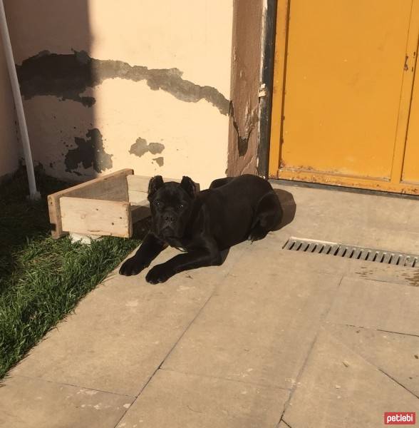 Cane Corso Italiano, Köpek  Margo fotoğrafı