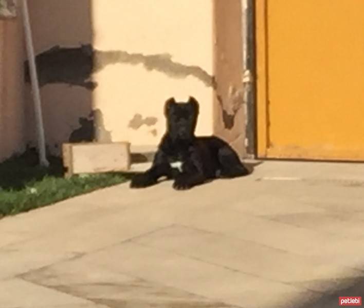 Cane Corso Italiano, Köpek  Margo fotoğrafı