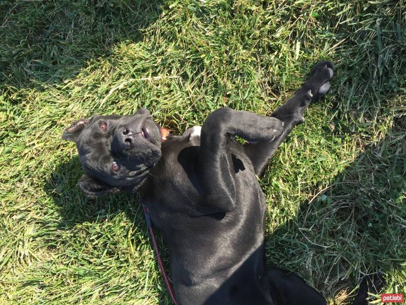 Cane Corso Italiano, Köpek  Margo fotoğrafı