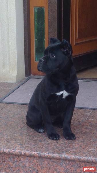 Cane Corso Italiano, Köpek  Margo fotoğrafı