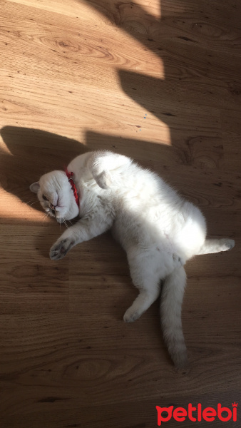 Scottish Fold, Kedi  Alex fotoğrafı