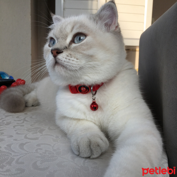 Scottish Fold, Kedi  Alex fotoğrafı
