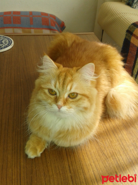 Chinchilla, Kedi  Miya fotoğrafı