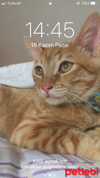 Sarman, Kedi  Tarçın fotoğrafı