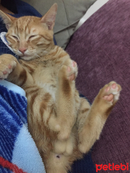 Sarman, Kedi  Tarçın fotoğrafı