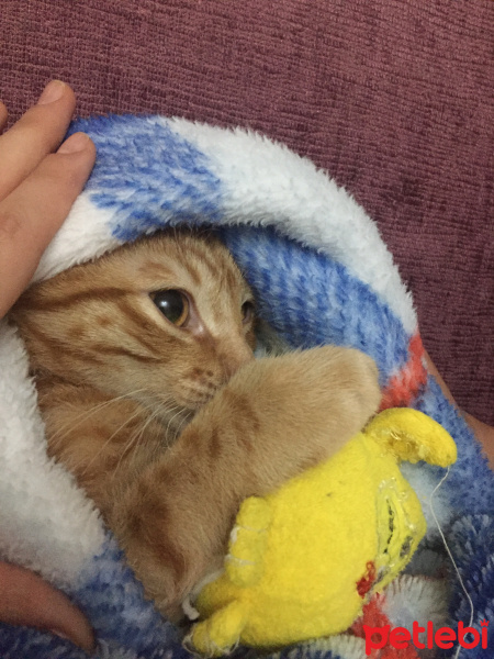 Sarman, Kedi  Tarçın fotoğrafı
