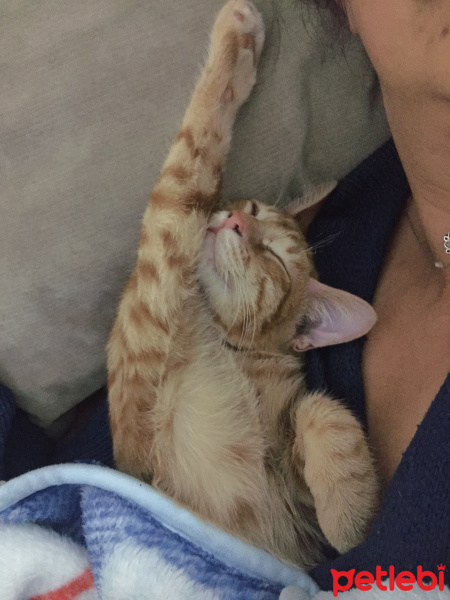 Sarman, Kedi  Tarçın fotoğrafı