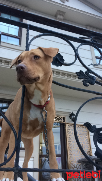Amerikan Staffordshire Terrier, Köpek  Şans fotoğrafı
