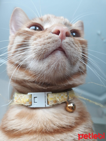 Sarman, Kedi  Miskin fotoğrafı