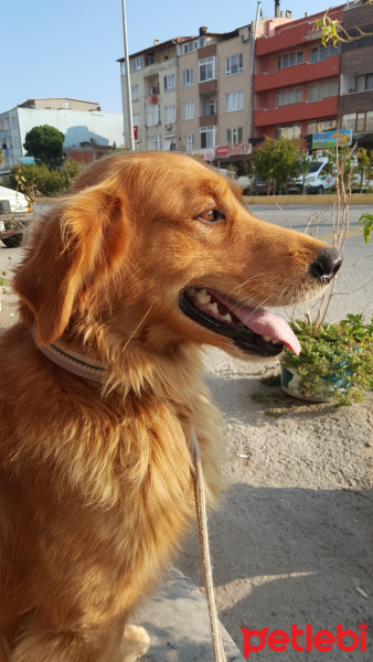 Golden Retriever, Köpek  Bulut fotoğrafı