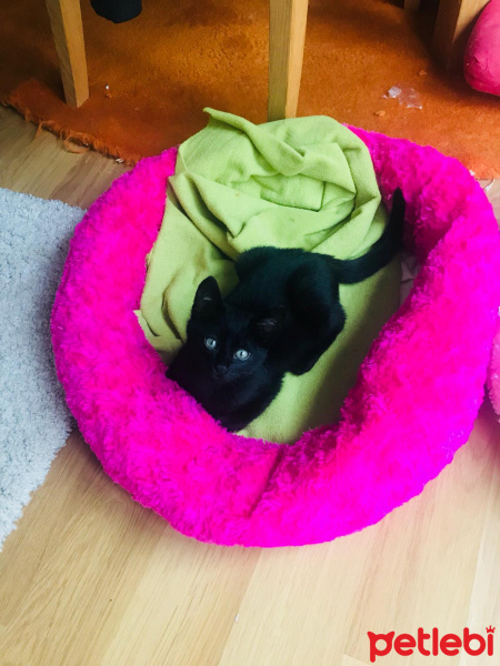 Bombay, Kedi  Sumak fotoğrafı