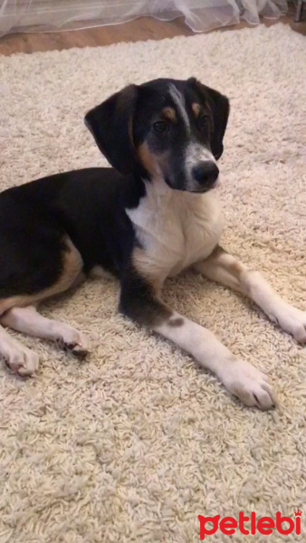 Beagle, Köpek  Vamos fotoğrafı