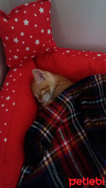 Sarman, Kedi  Behlül fotoğrafı