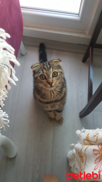 Scottish Fold, Kedi  Şesu fotoğrafı