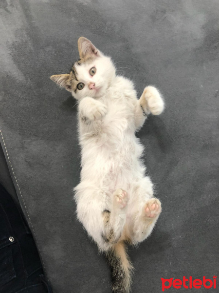 Ankara Kedisi, Kedi  Maffin fotoğrafı