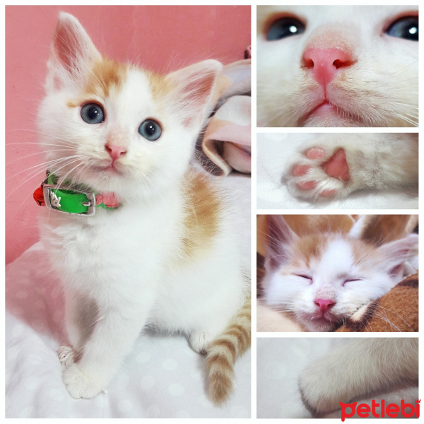 Tekir Kedi, Kedi  Bal fotoğrafı