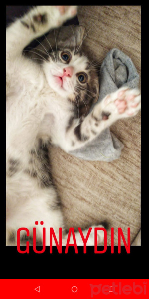 Tekir Kedi, Kedi  Mars fotoğrafı