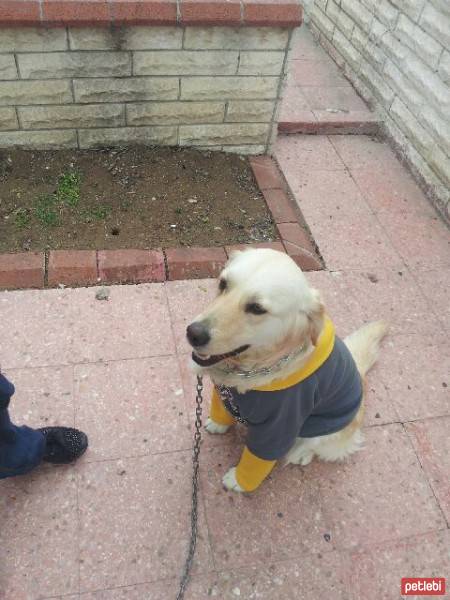 Golden Retriever, Köpek  Tarçın fotoğrafı