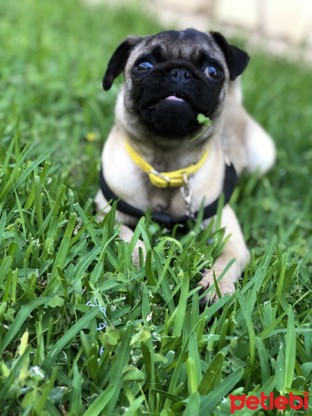 Pug, Köpek  Şil fotoğrafı
