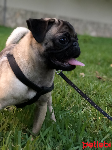 Pug, Köpek  Şil fotoğrafı