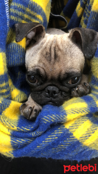 Pug, Köpek  Şil fotoğrafı