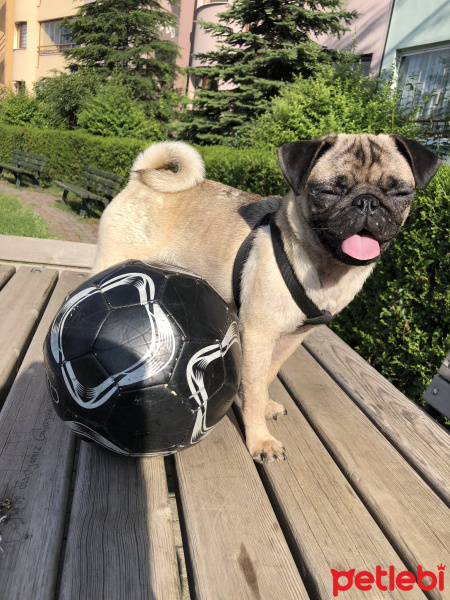 Pug, Köpek  Şil fotoğrafı