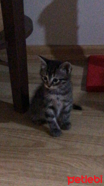 Tekir Kedi, Kedi  Simon fotoğrafı