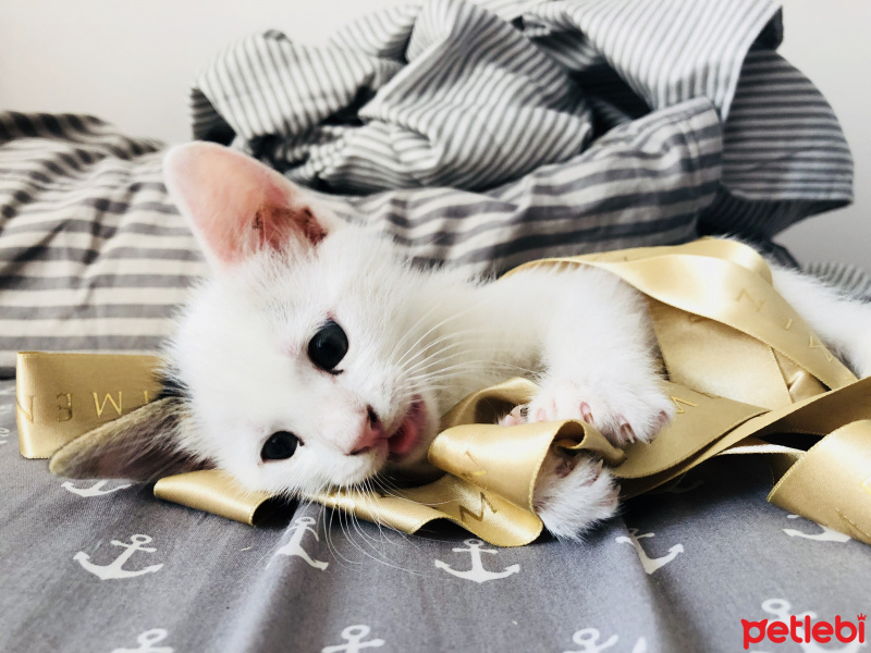 Tekir Kedi, Kedi  Alaska fotoğrafı
