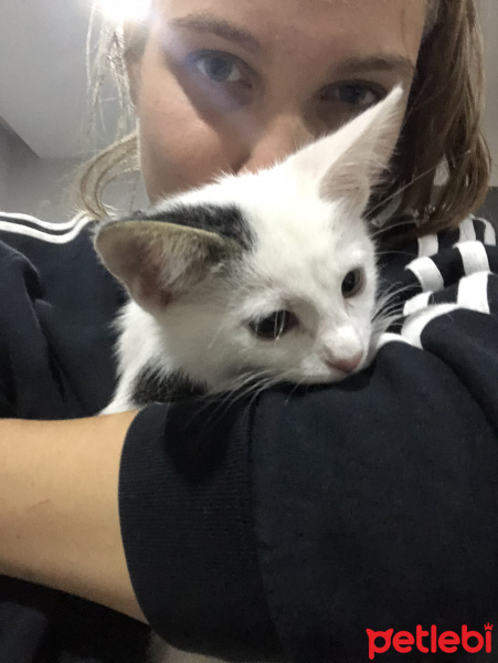 Tekir Kedi, Kedi  Alaska fotoğrafı