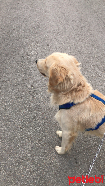 Golden Retriever, Köpek  Sarı fotoğrafı