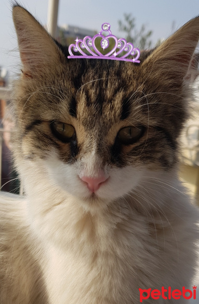 Tekir Kedi, Kedi  prenses fotoğrafı