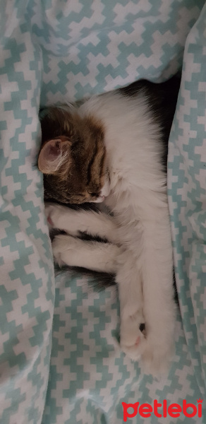 Tekir Kedi, Kedi  prenses fotoğrafı