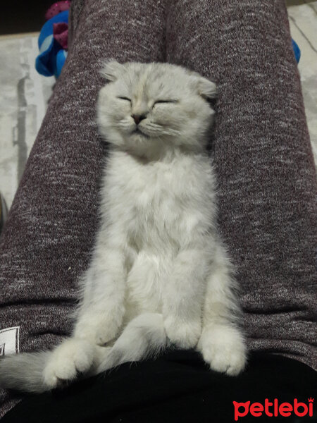 Scottish Fold, Kedi  Patik fotoğrafı