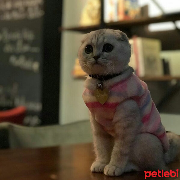 Scottish Fold, Kedi  Patik fotoğrafı